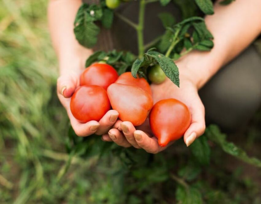 Как правильно поливать томаты в период созревания плодов - выучите этонаизусть